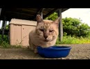 癖の強い威嚇としゃべりながらの飯を食らう猫