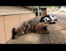 【注意】警戒心を忘れた猫達の可愛い風景