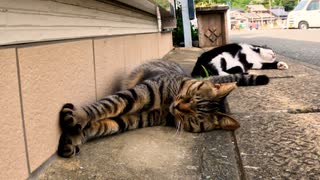 【注意】警戒心を忘れた猫達の可愛い風景