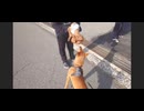 僕だって吠える時は吠えるワンU^ェ^U
