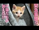 緊急事態発生!?子猫たち、こつぜんと姿を消す