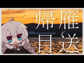 マガンのねぐら入り2025 美しき翼に魅せられて＃１８【野鳥観察】