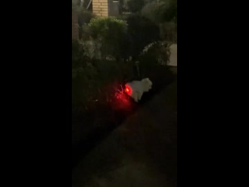 ホモと見る光るおもちゃを誤飲した犬