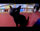 【癒し】旅館に泊まったら黒猫ちゃんが無限に甘えてきた件