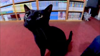 【癒し】旅館に泊まったら黒猫ちゃんが無限に甘えてきた件