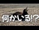 猫島に怪鳥出現！？猫たちは大丈夫か！?