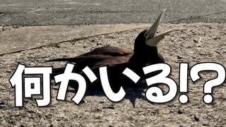 猫島に怪鳥出現！？猫たちは大丈夫か！?