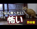 散々 食べといて…【野良猫】