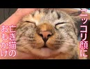シニアベテラン子猫、姫猫の前で子猫がえり