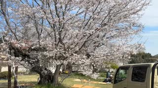 旧下里分校 桜