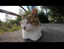【猫好き死亡】野良猫に頭撫でたら反則級のカワイさだった件【注意】