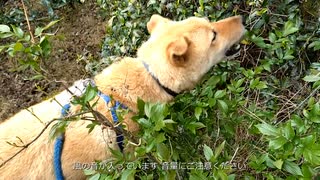 メイリオ新芽を食べる 2025