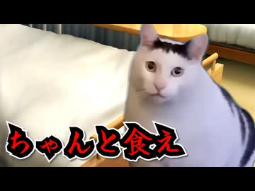 【猫ミーム】ちゃんと食え