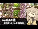 【VOICEVOX旅行】牛島の藤  ～春日部つむぎの春日部観光～