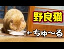 おいしいやろぉ〜【野良猫】