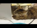 拾いねこ＠生後4648/573日目　動画登場人物？遍歴