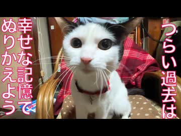 元・多頭崩壊からのレスキュー猫、忘れじの甘えの記憶