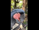 器用な鳥