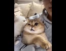 ホモと見るネコに吸われるネコ