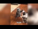 猫いっぱい＿10