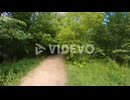 Country road that goes in the forest