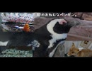 芥川散策と夜の京都のおねむなペンギン。
