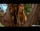 神社の茶トラ猫の大冒険 | ご神木への木登りチャレンジ！
