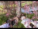 安達組で「花見る人」PV風コスプレ動画