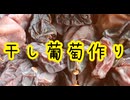 巨峰で干しブドウ作り