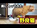スッと入ってきた…【野良猫】