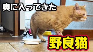スッと入ってきた…【野良猫】