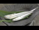 「エツ漁」解禁　筑後川の初夏の風物詩　感謝祭で地元の料理人が”骨切り”披露　福岡