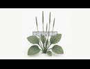 大葉子 / 初音ミク