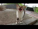 【野良猫】小雨の公園で出会った猫が…まさかの会話！？【実況風】