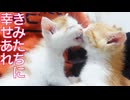 保護子猫兄妹、巣立ちが決まって激変する