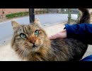 【癒し】俺の顔を見ると猛ダッシュしてくる公園猫が天使すぎた件【猫動画】