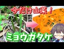 ミョウガタケ入り厚焼き玉子♪【春の山菜】