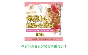 保護ねこの家譲渡会 in 天王寺