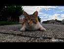 揃ってくねくねダンス踊る島猫と甘えるぽっちゃり三毛猫