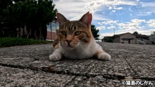 揃ってくねくねダンス踊る島猫と甘えるぽっちゃり三毛猫