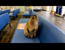 【癒し】漁港の主、雨の日は待合室でまったりしてた件【サビ猫】
