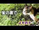 大声大会…【飼い猫】【野良猫】