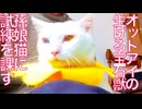 生ける宝石珍獣、孫娘猫の試練となる