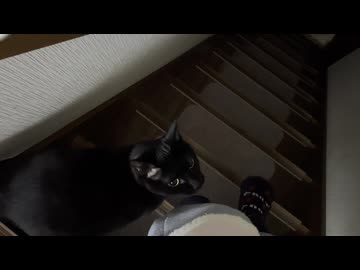ビビりのネコさんが鳴いて起こしてくる