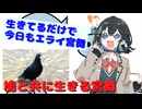 【第五回10秒動画祭】鳩と共に生きる宮舞 【宮舞モカ】【ソフトウェアトーク劇場】