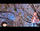 【自転車車載】多摩川サイクリングロード 桜並木 その2