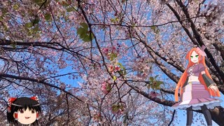 【自転車車載】多摩川サイクリングロード 桜並木 その2