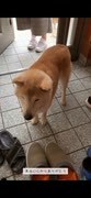 実家の柴犬に会ってきました