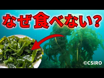 全世界で爆増中のワカメが食べられていない理由