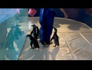 【浅虫水族館】ペタペタペンギンタイム【フンボルトペンギン】